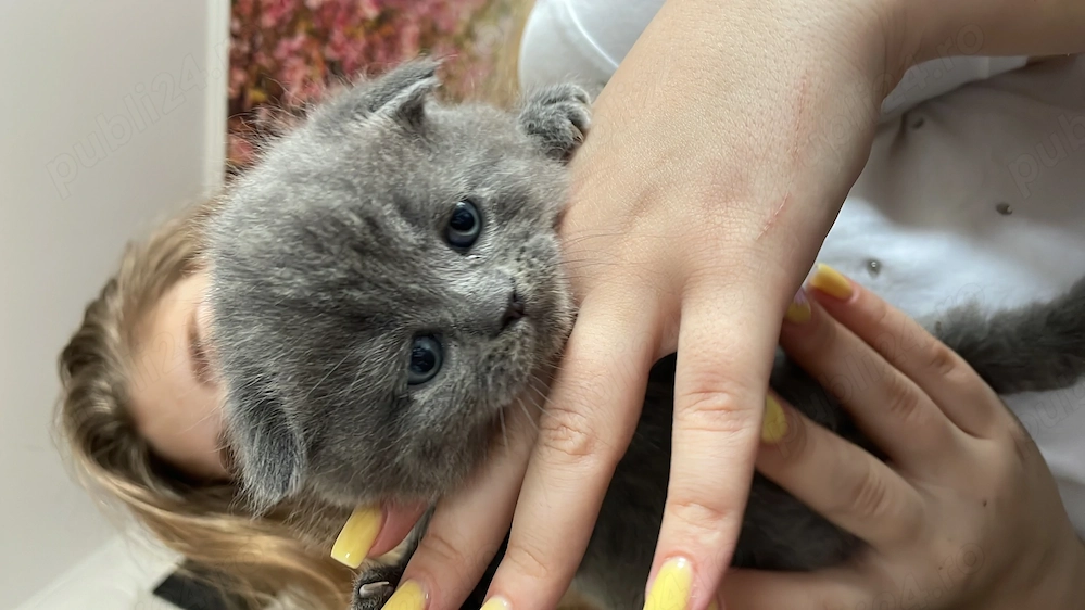 Scottish fold de vânzare 