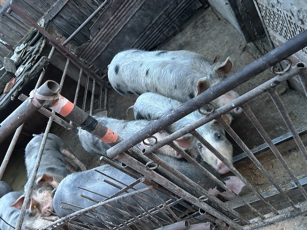 Vând porci de tăiat sau tinut 
