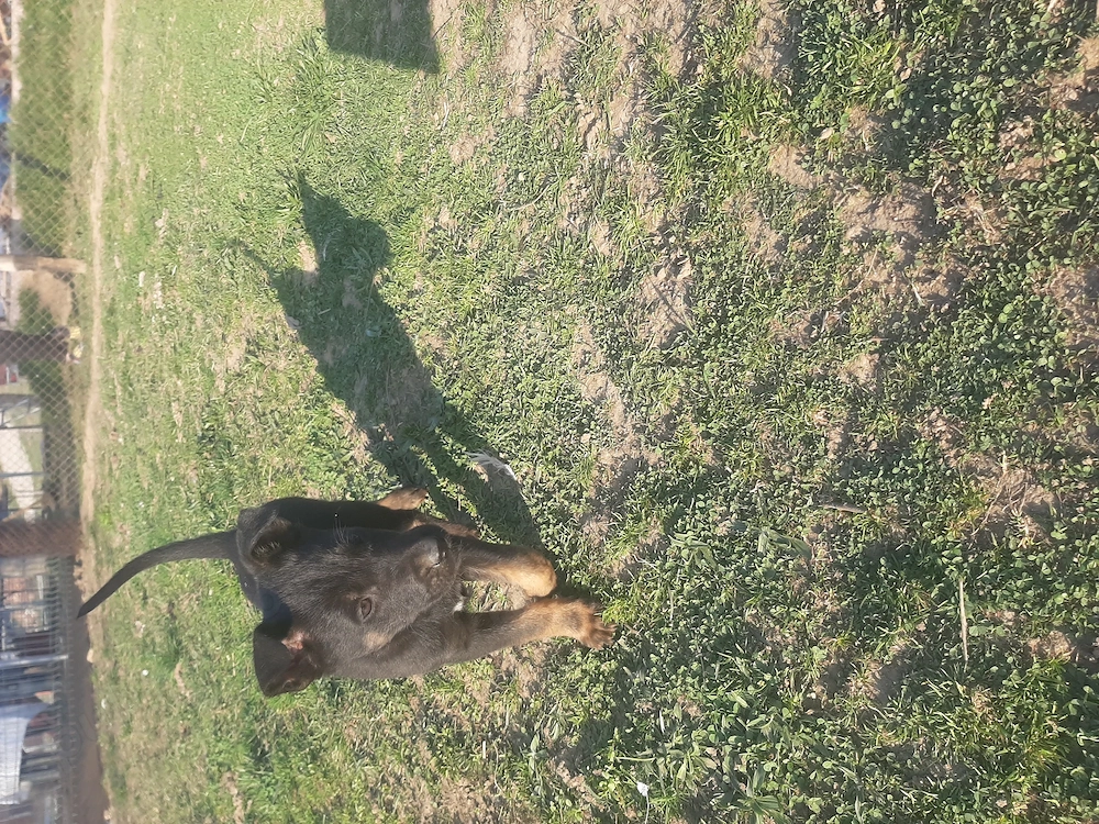 Masculul ciobanesc belgian malinois 