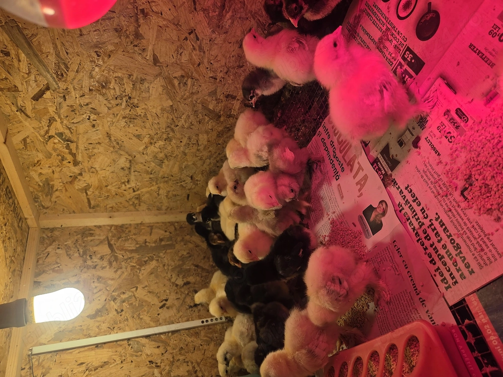 Pui Brahma Hd, Australorp, Wyandotte Gsg, matase japoneza