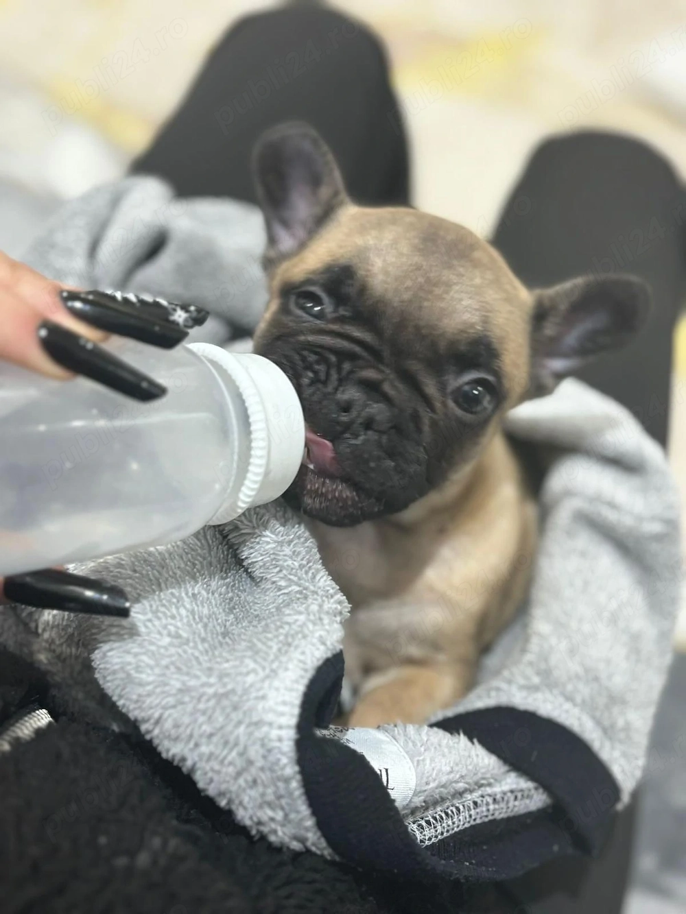 Vând buldog francez (femela)