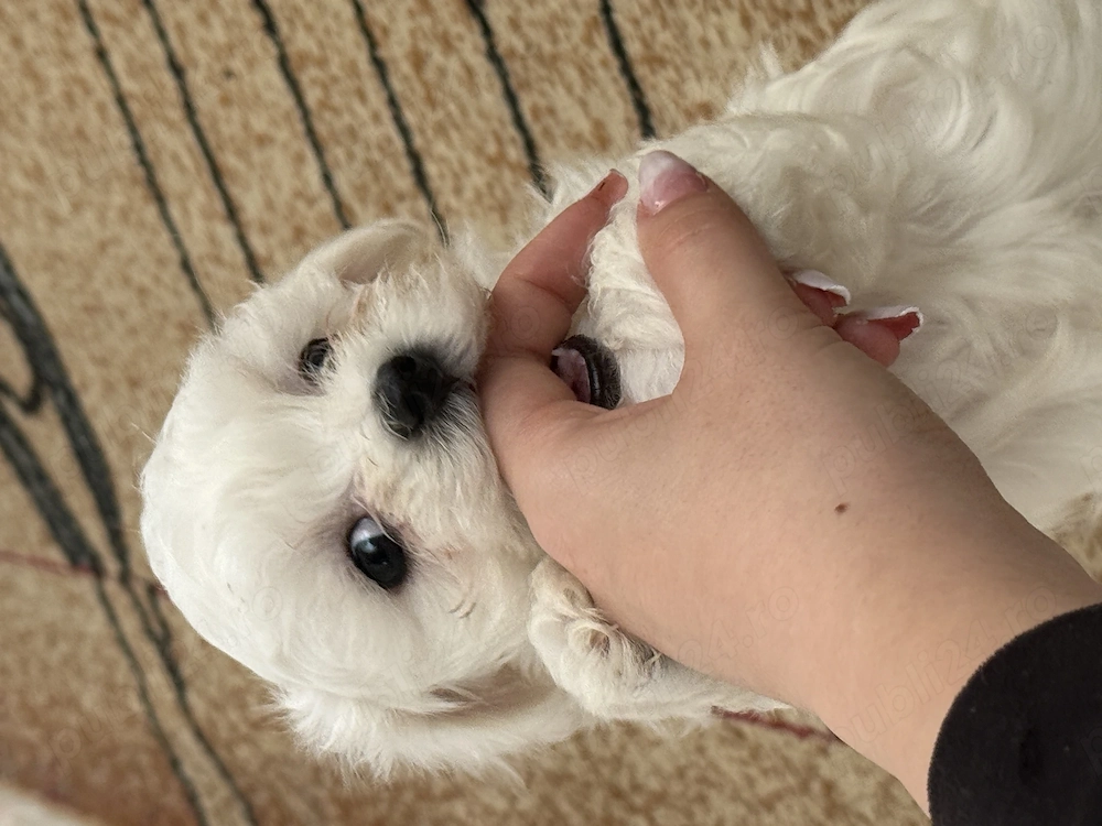 Bichon Maltez 2 luni 