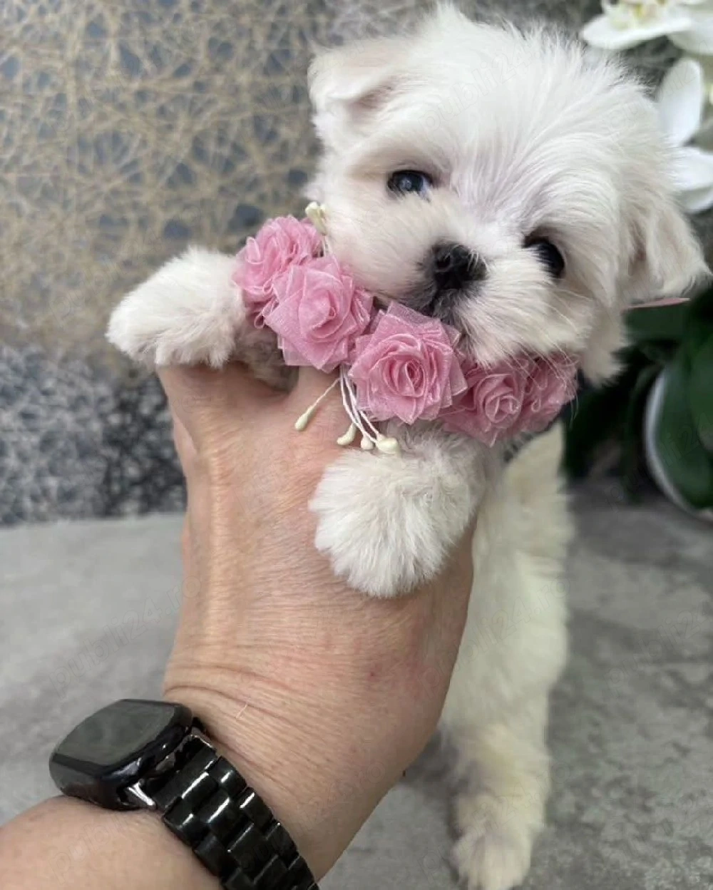 bichon maltez mini toy 