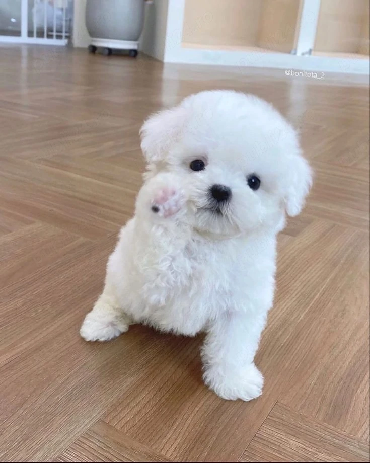 pui bichon maltez mini toy 