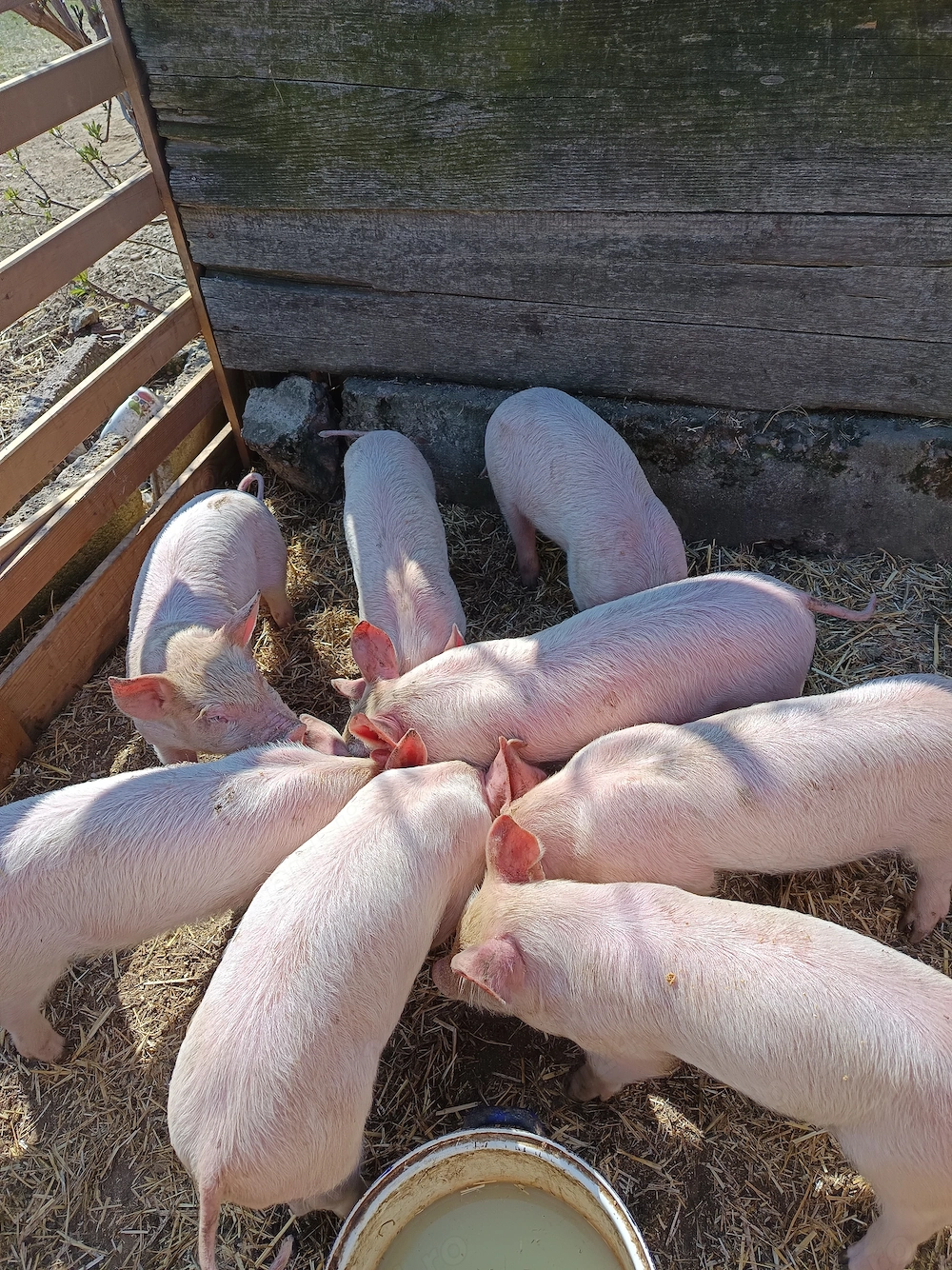 Purcei de 8 saptamani