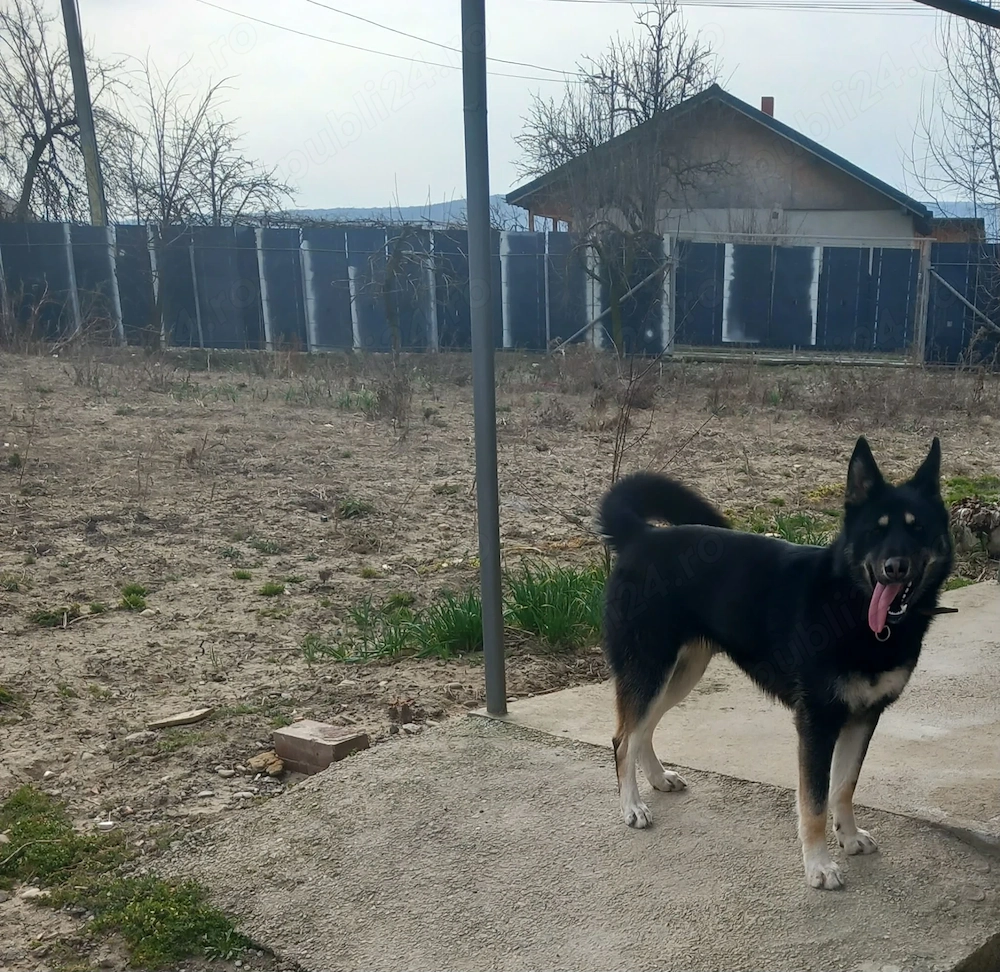 Vând femelă ciobănesc german 