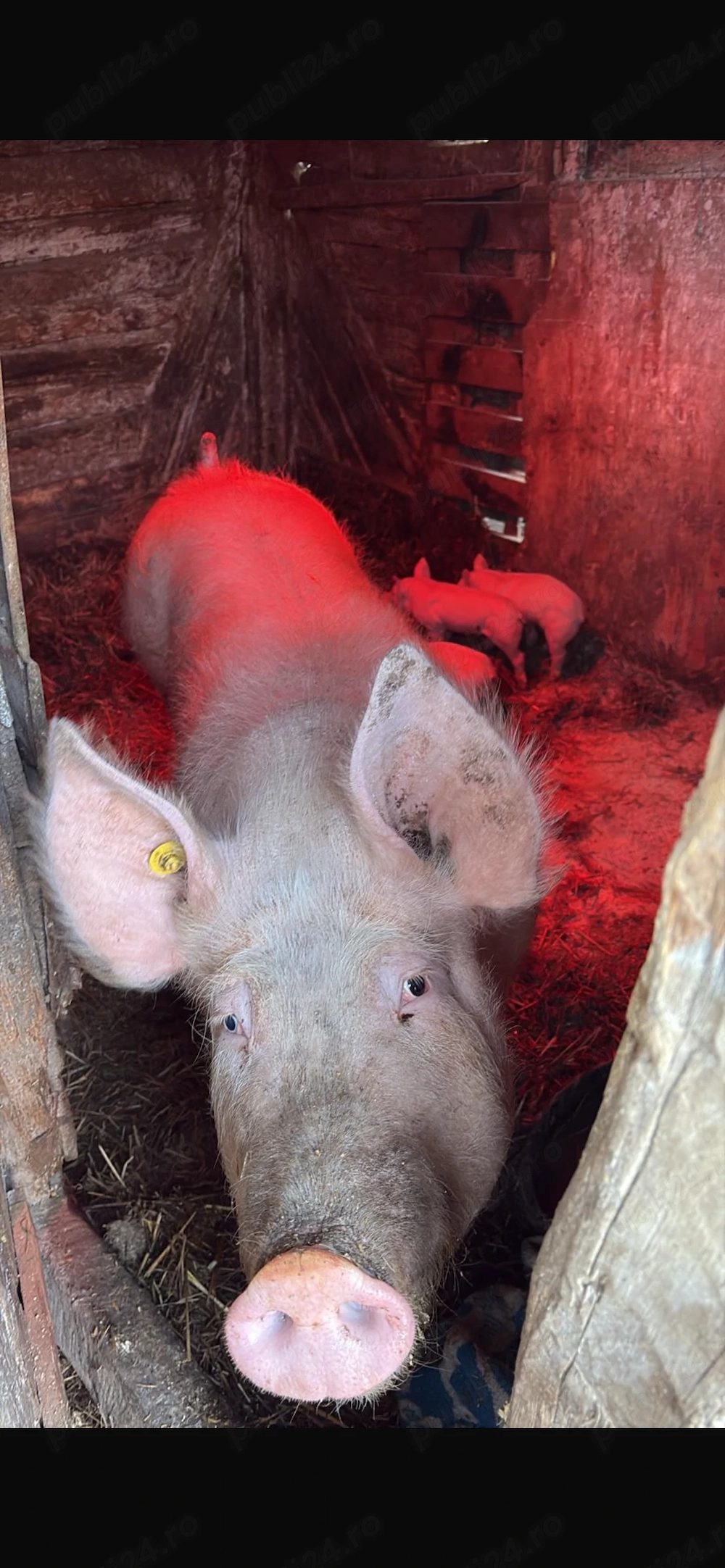 Vând scroafa Petrean belgian cu 3 purcei 2 viericasi și o scrofita 