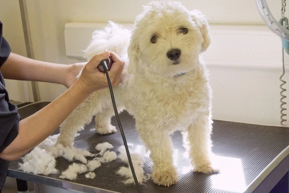 Frizerie canina Tund acasa catei pisicute Vet Grooming Caine Caini Pisici Sector 5 1 4 6 3 2