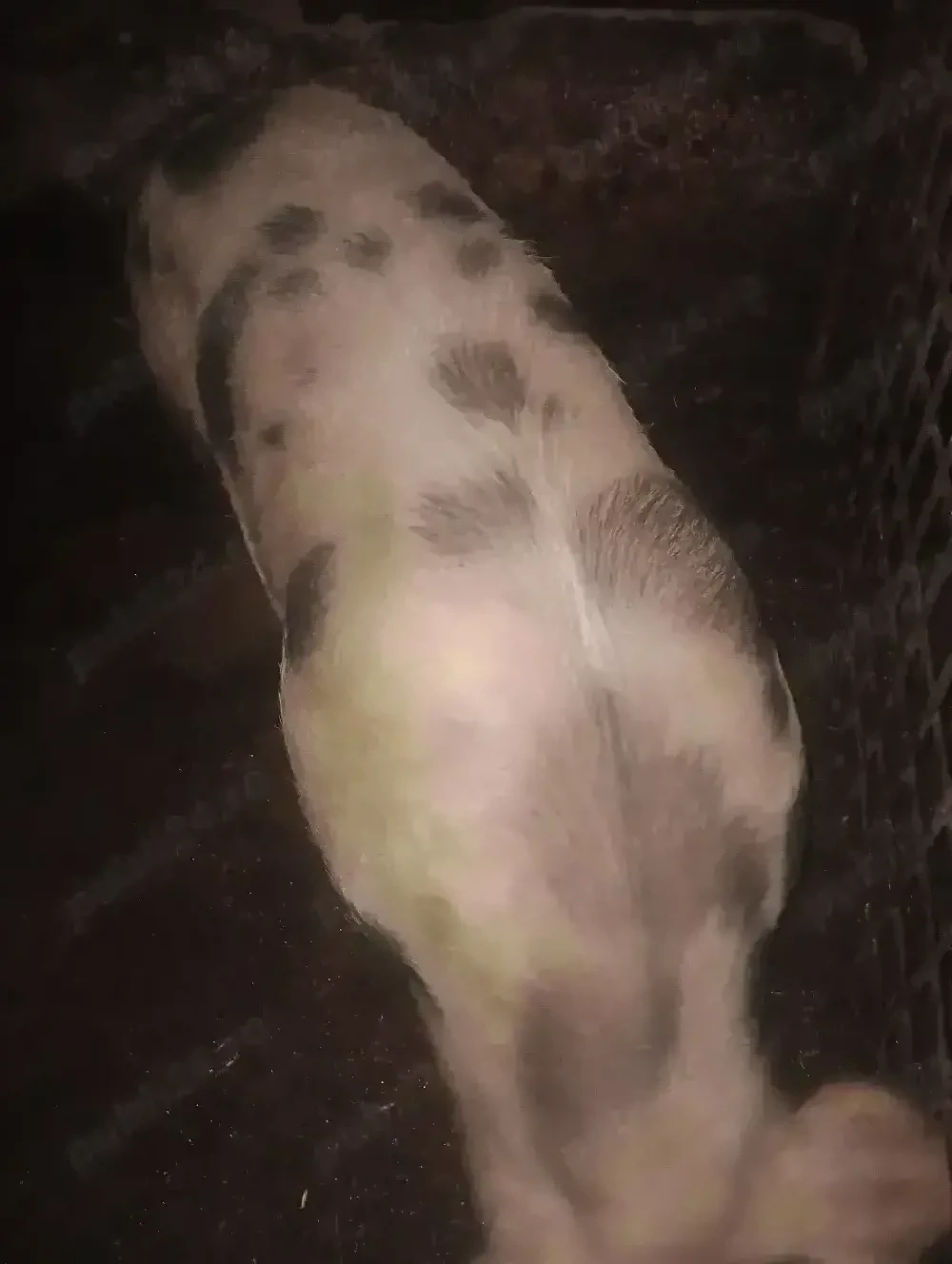 Vînd porc de 150 kg