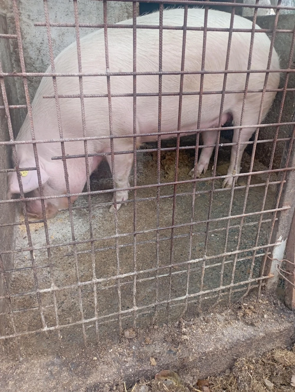 de vânzarea rasă landras 