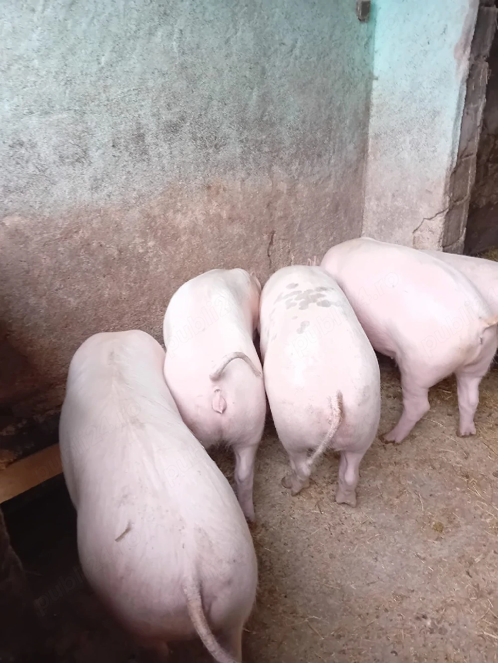 Vând porci de la 50 la 130 kg