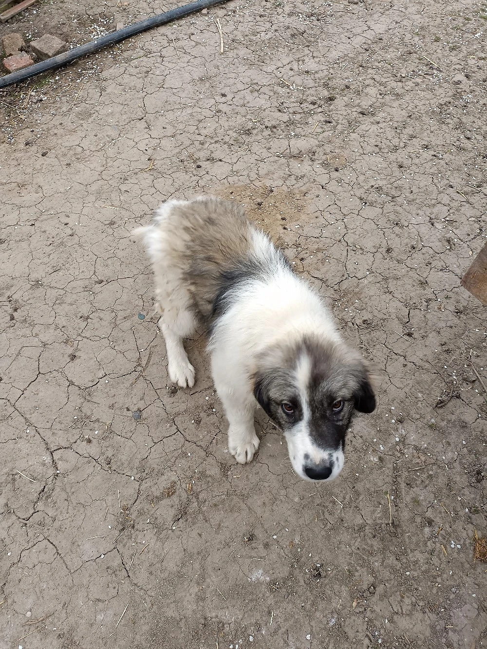 Vînd cîine ciobănesc cătel