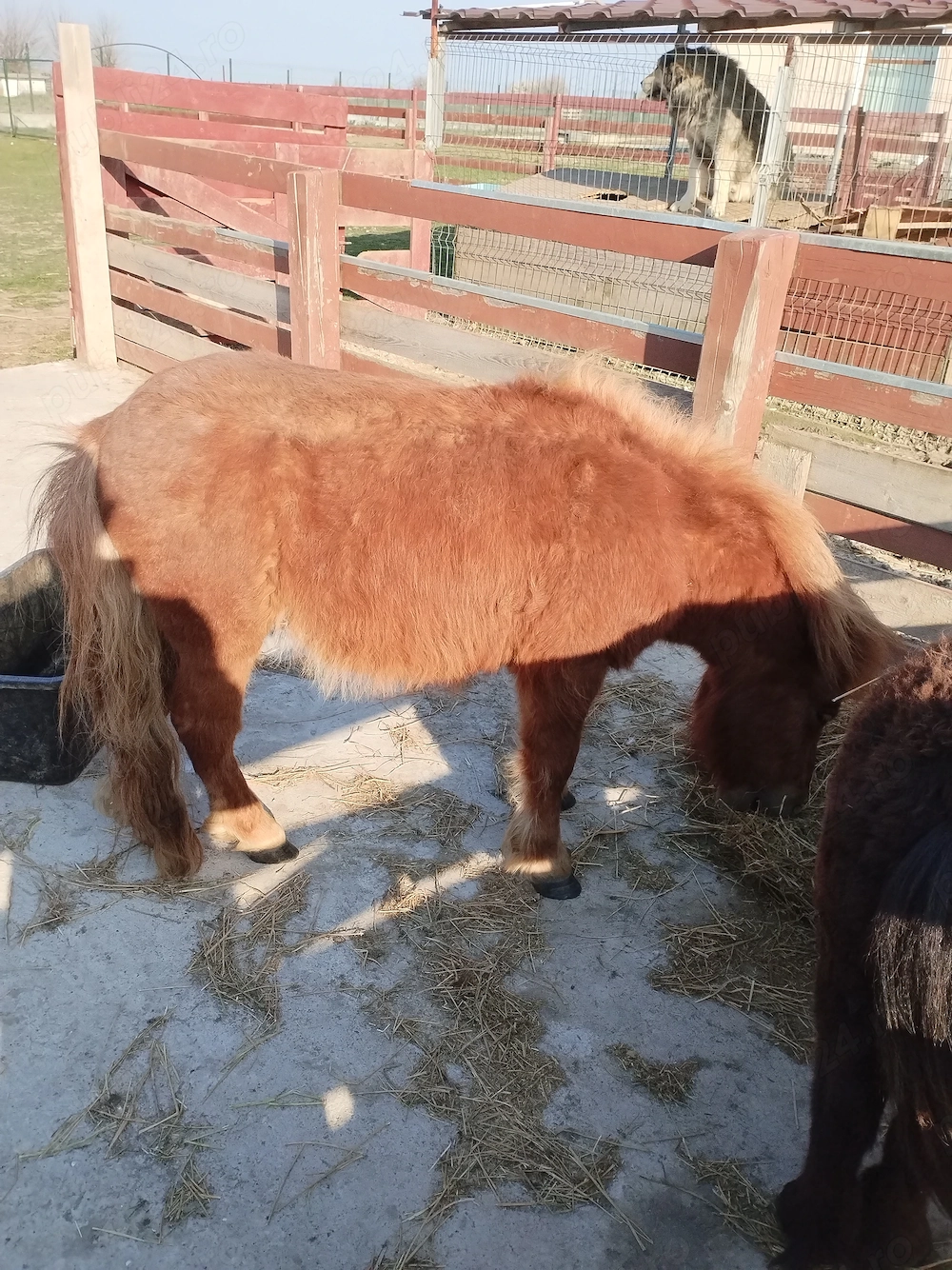 Ponei de vanzare sau schimb