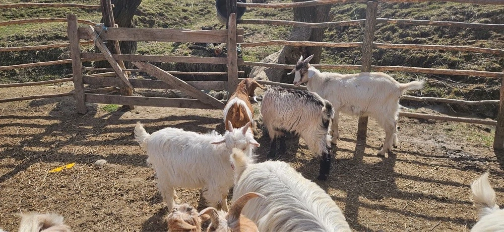 Vând iezi pentru Paște