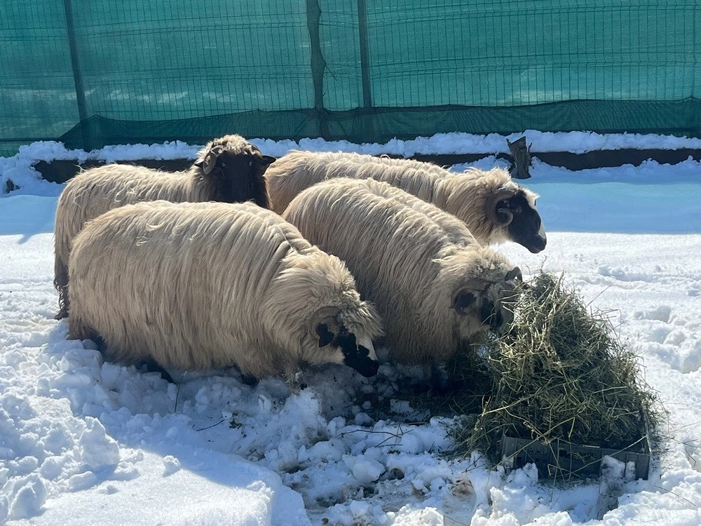 Vând Oi Breze de Petroșani