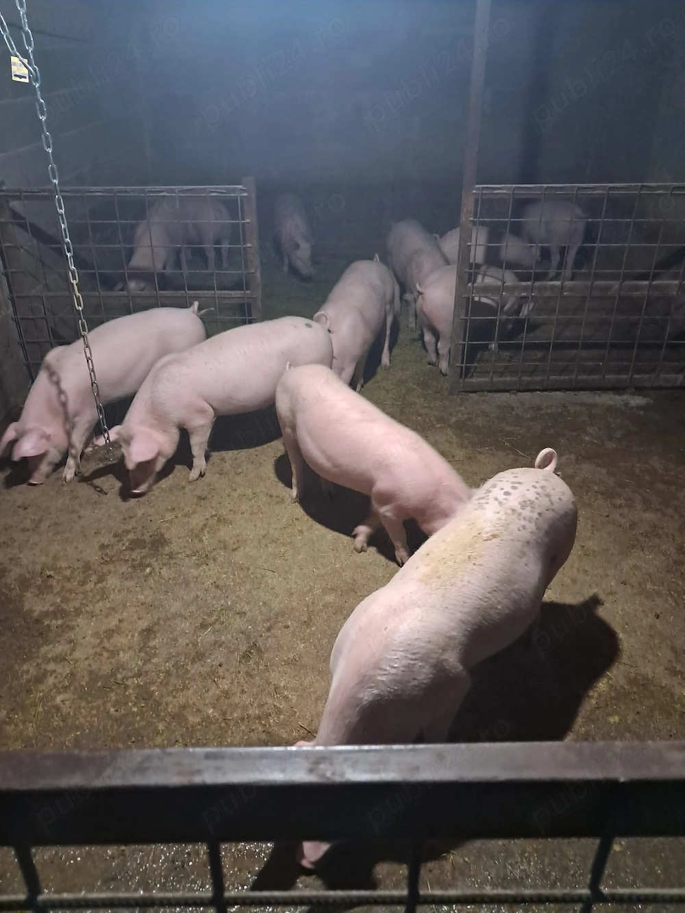 Vand grasuni marele alb cu landras