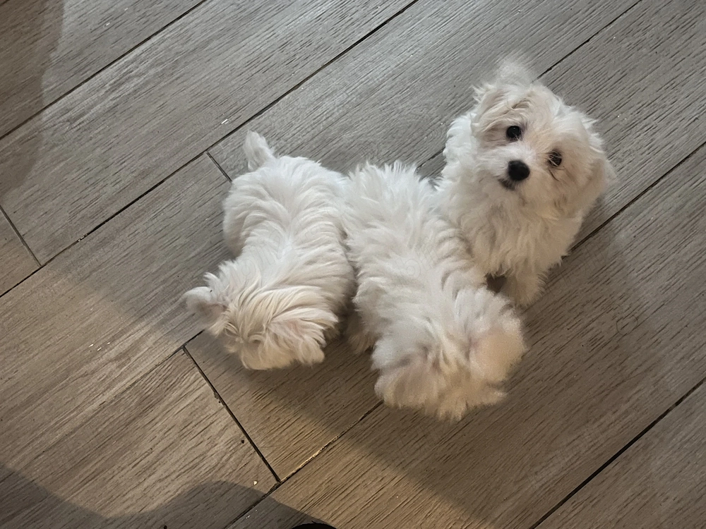 Căutăm casă iubitoare pentru cățelușii noștrii