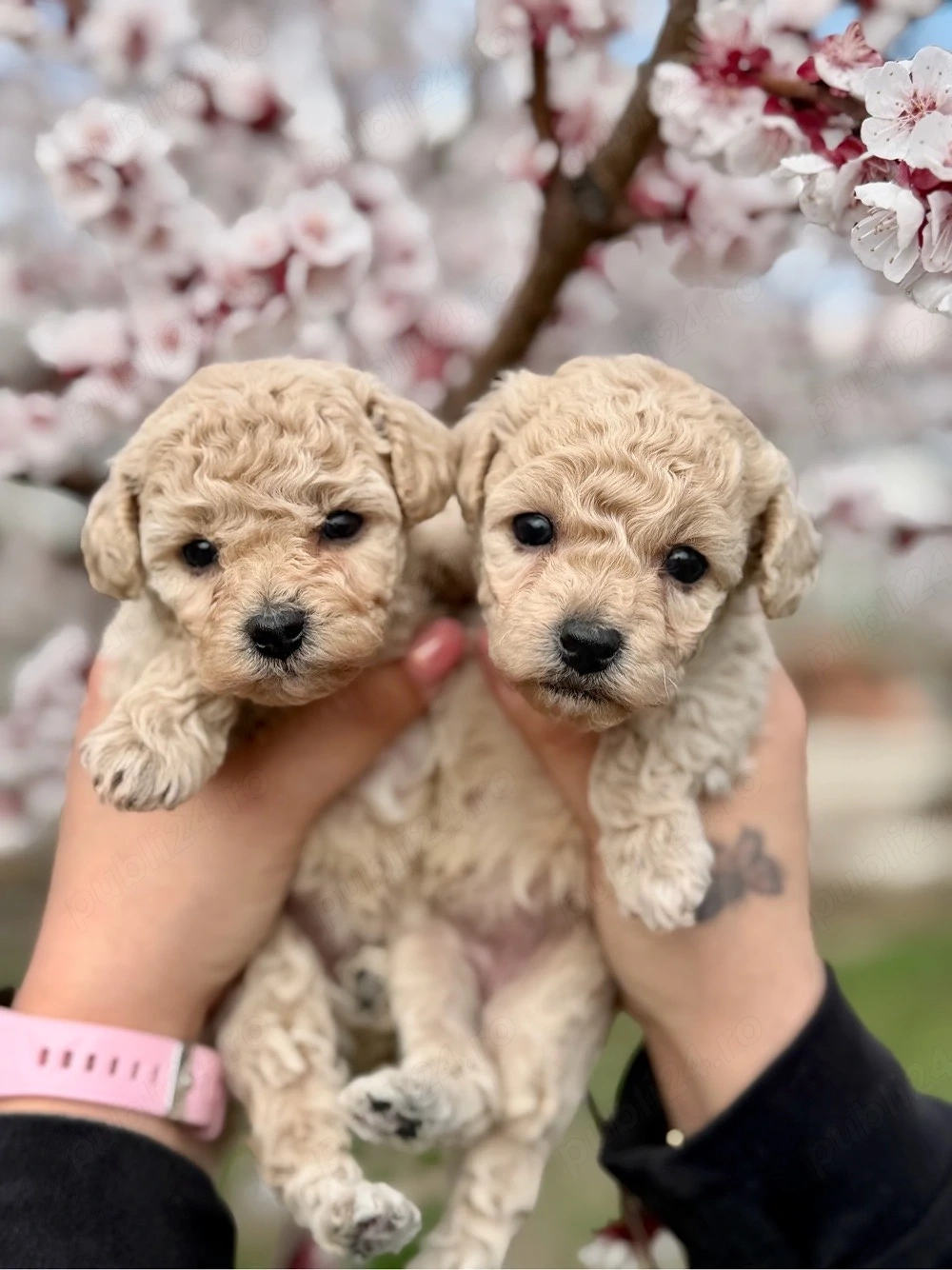 Puiuti Maltipoo superbi 