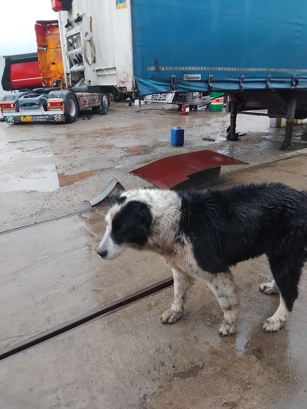 Donez catea ciobanesc de Bucovina 