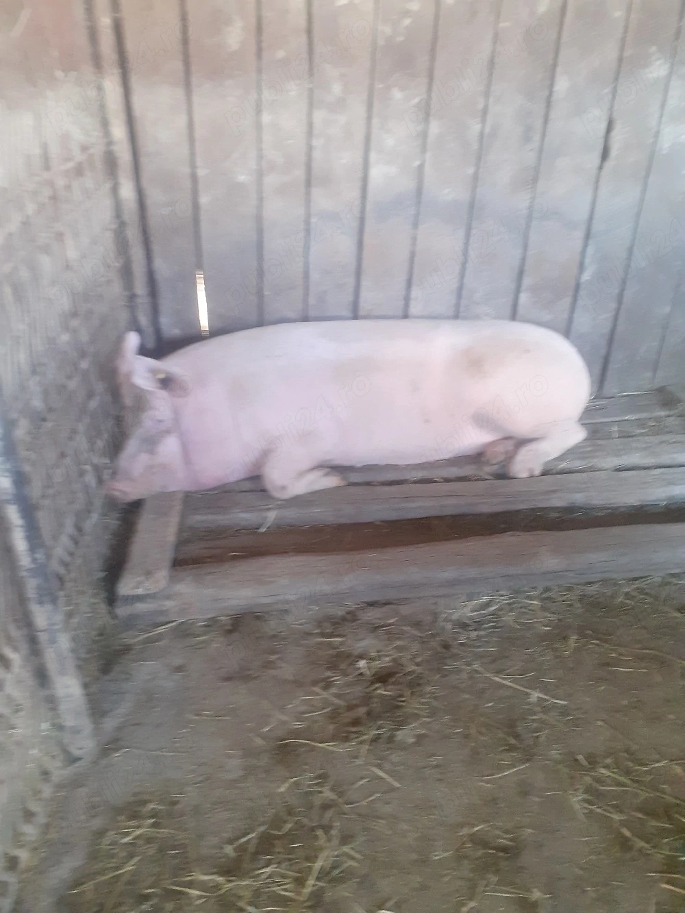 Porci pentru sacrificat peste 150 kg. 