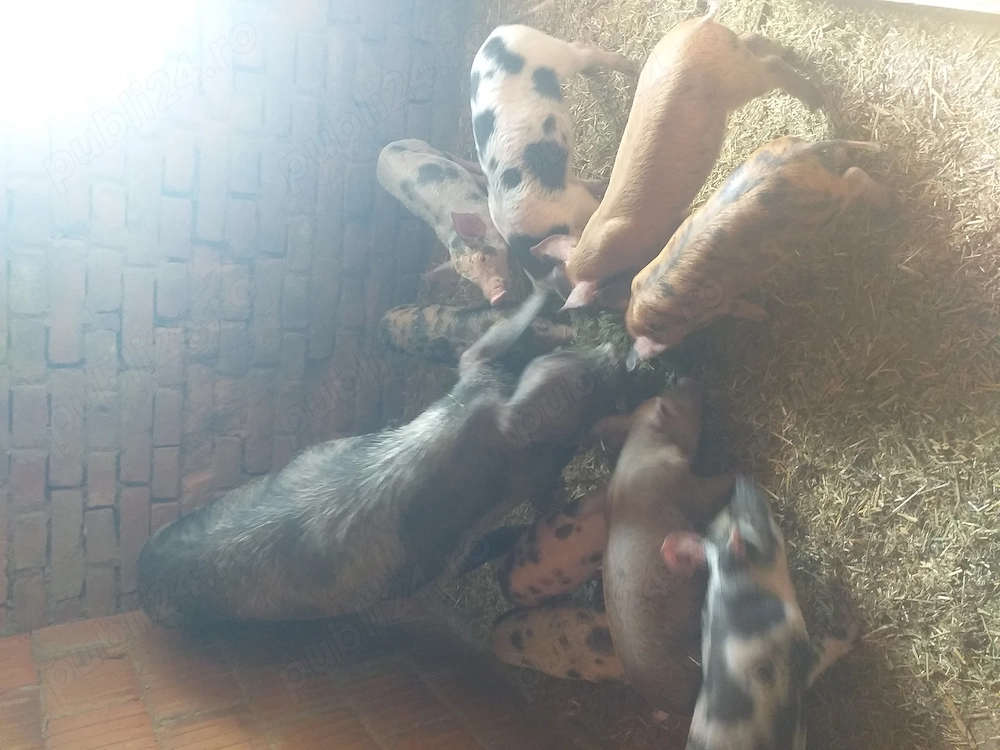 Vând scroafă cu nouă purcei de șase săptămâni 3500 de lei  