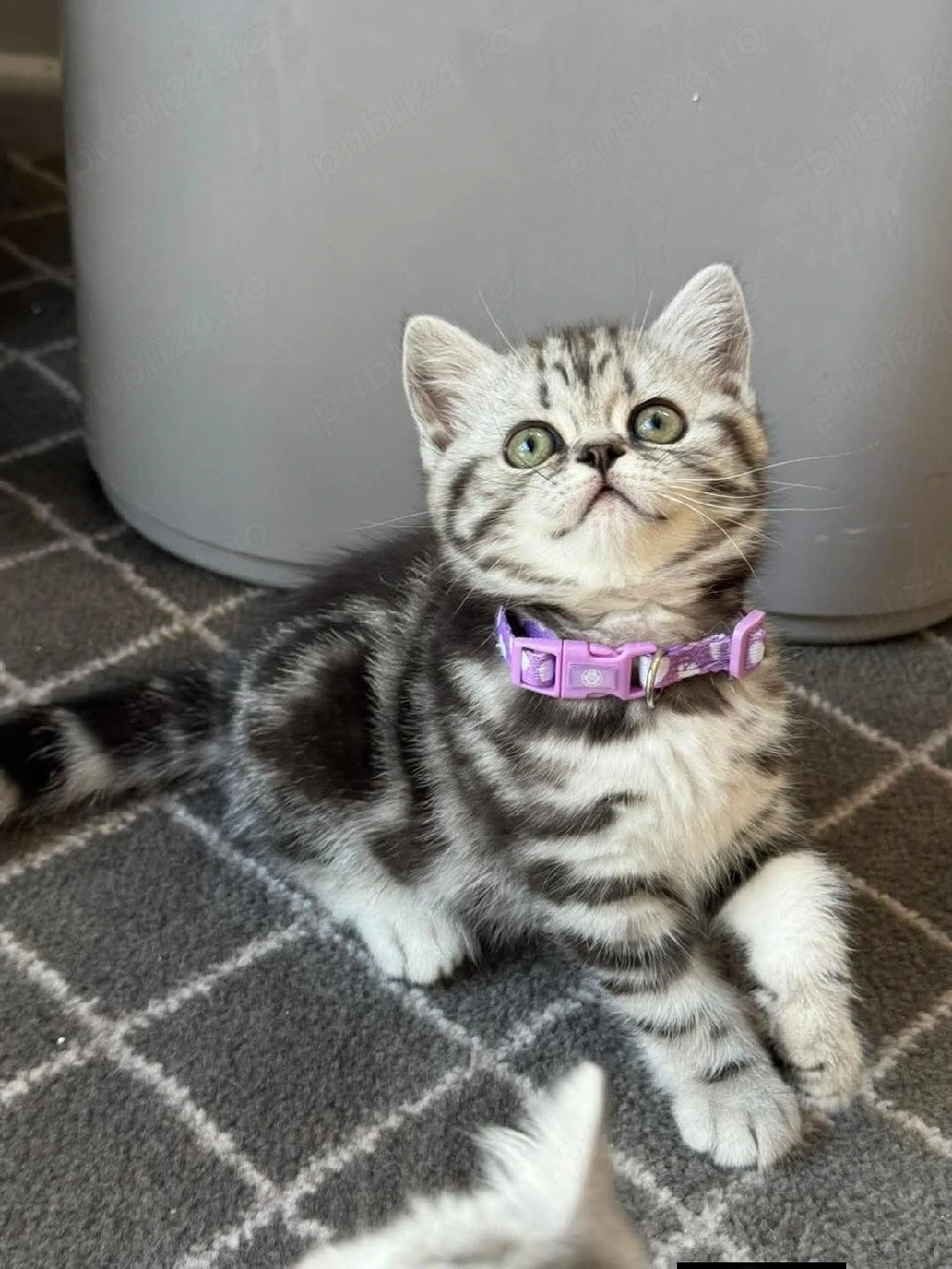 British shorthair pisoiași