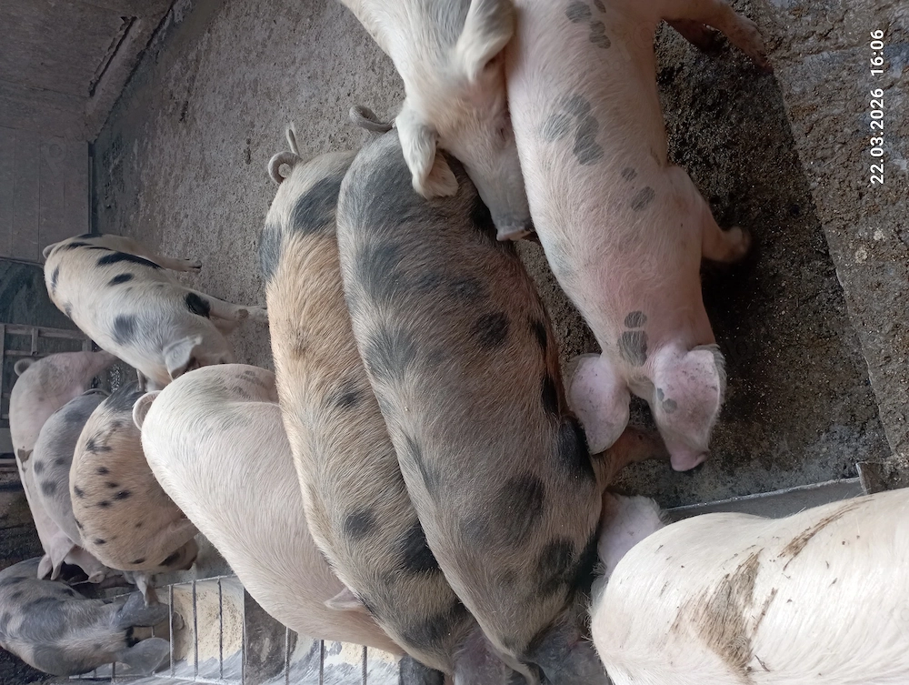 Vind porci  satu nou de jos