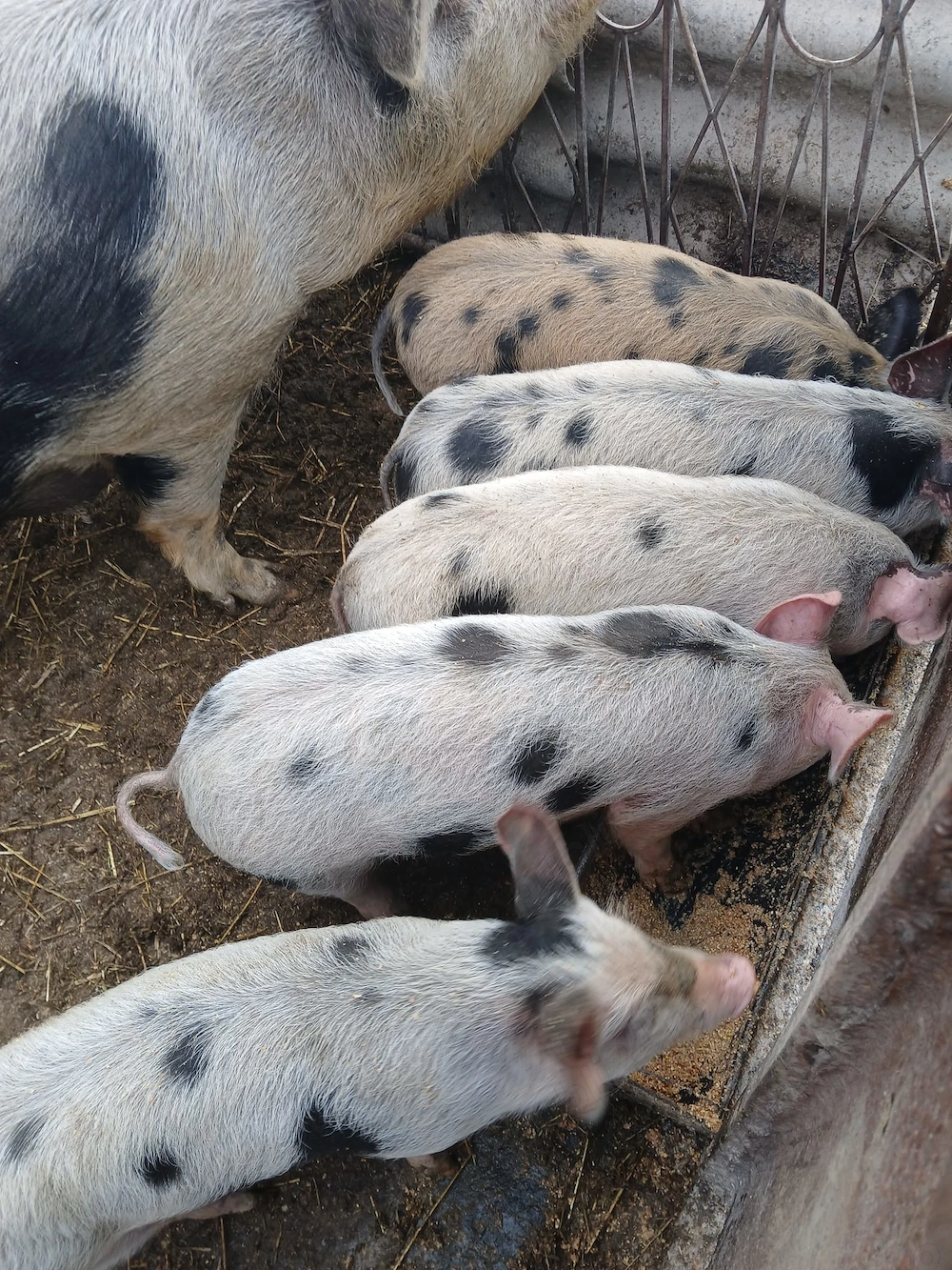 Vand purcei 8 săptămâni! Pret 550 lei bucată negociabil