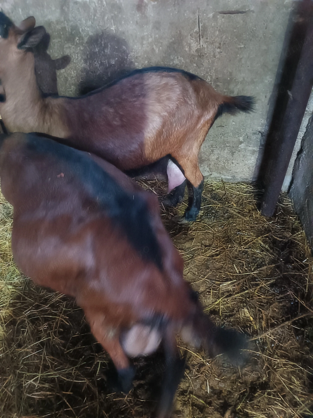 Capre Alpina Franceza 