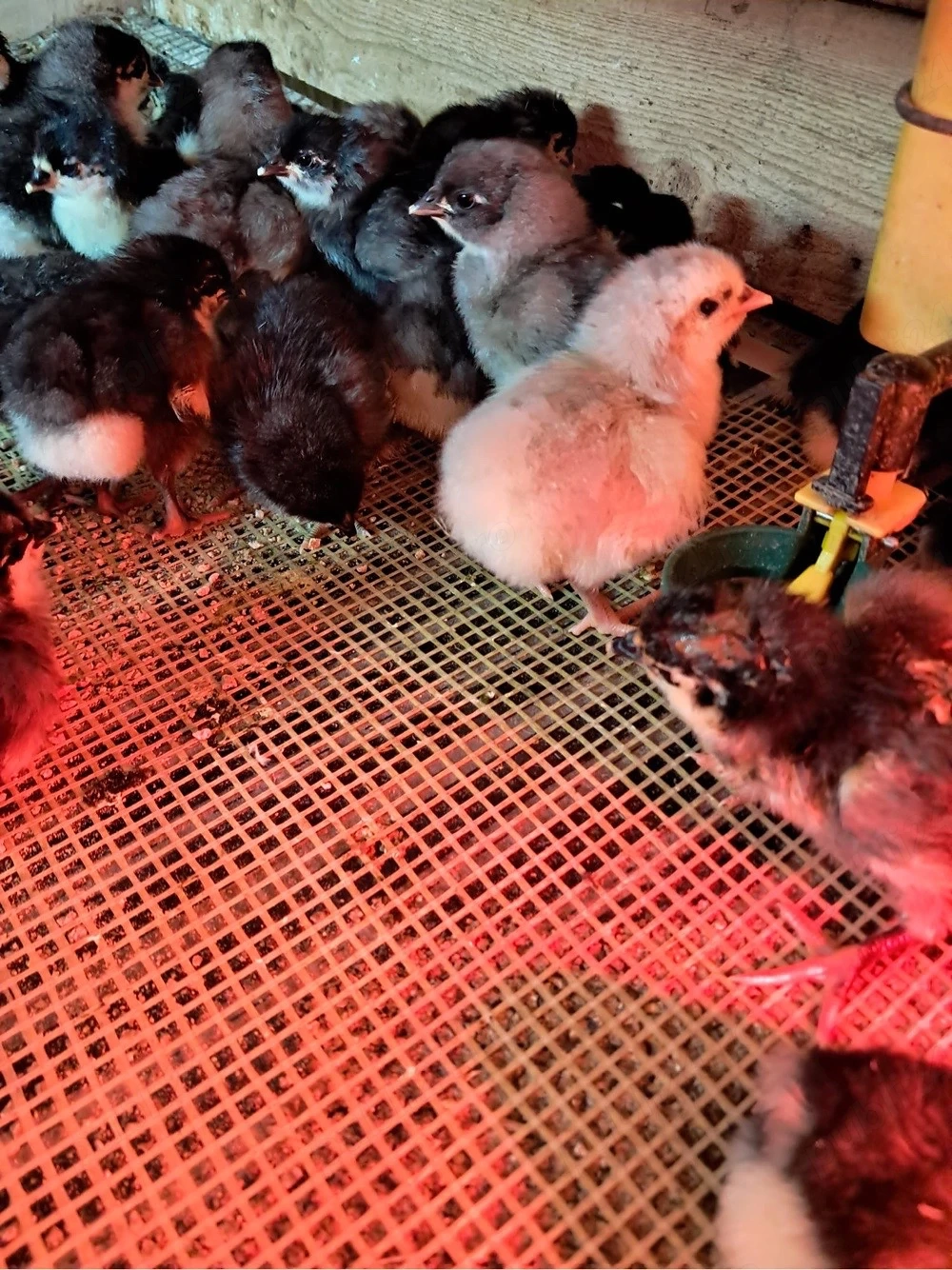 pui australorp si araucana 