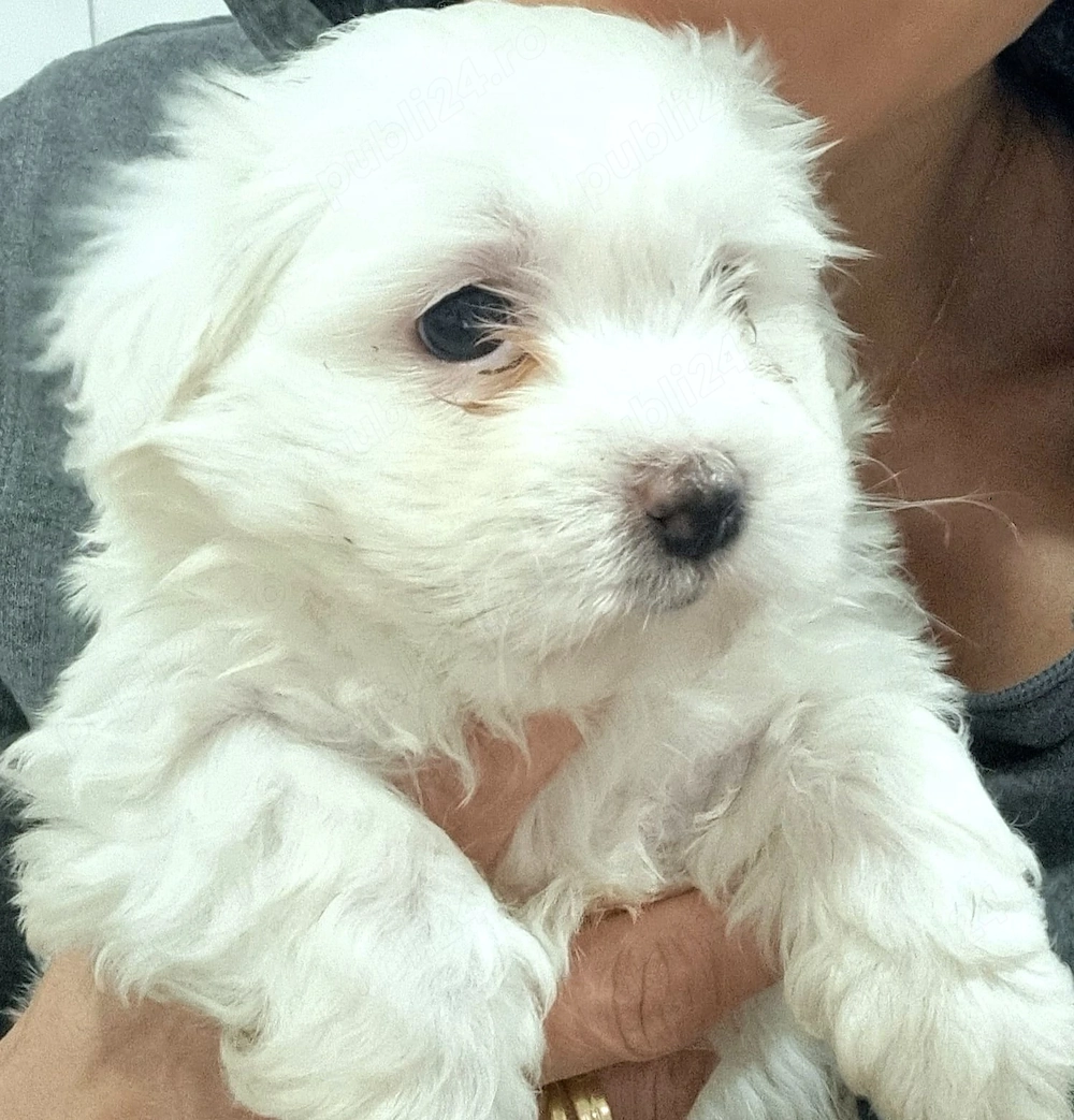 Bhison havanez, căutăm căsuță nouă! 