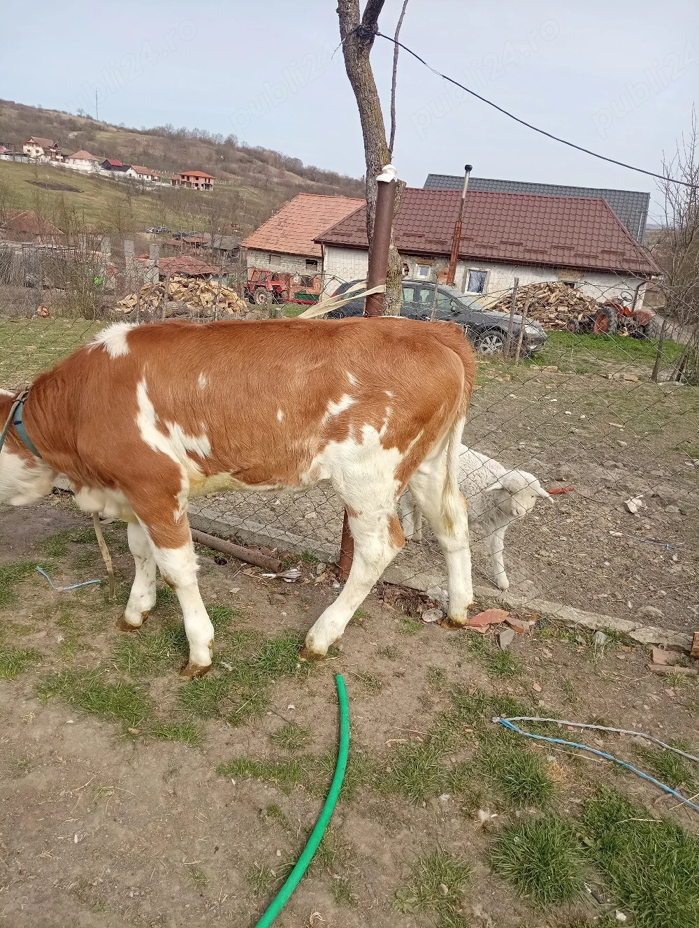 De vânzare doua vitele....