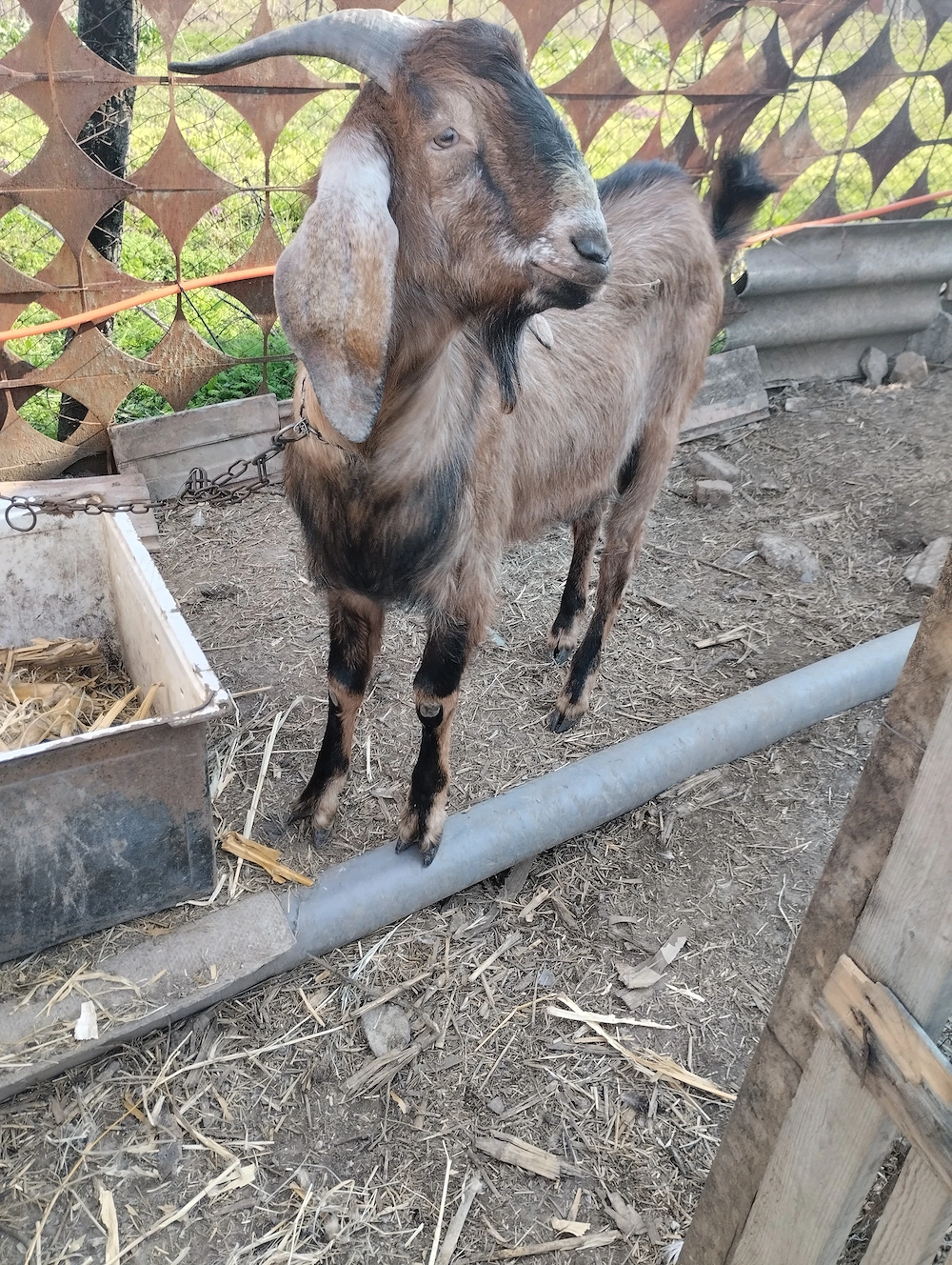 Vânzări țap de rasă.