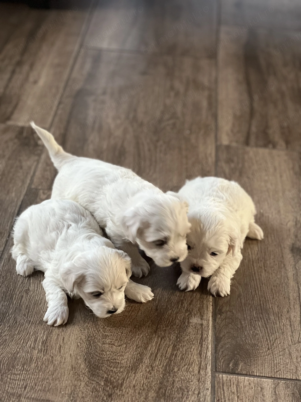 Căței Bichon maltez (părinți rasa pura)