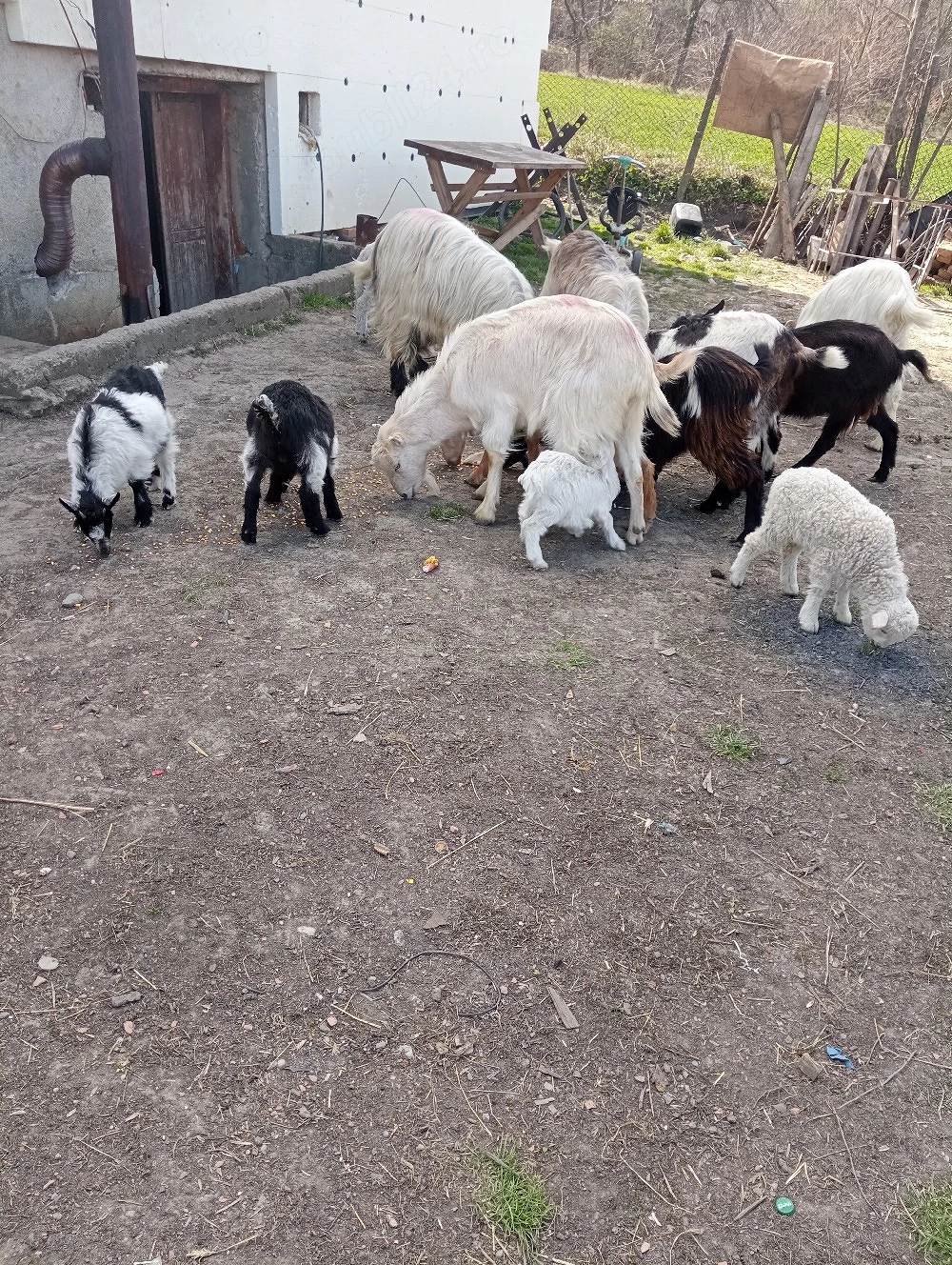 De vânzare capre cu iezi si miei sub ele