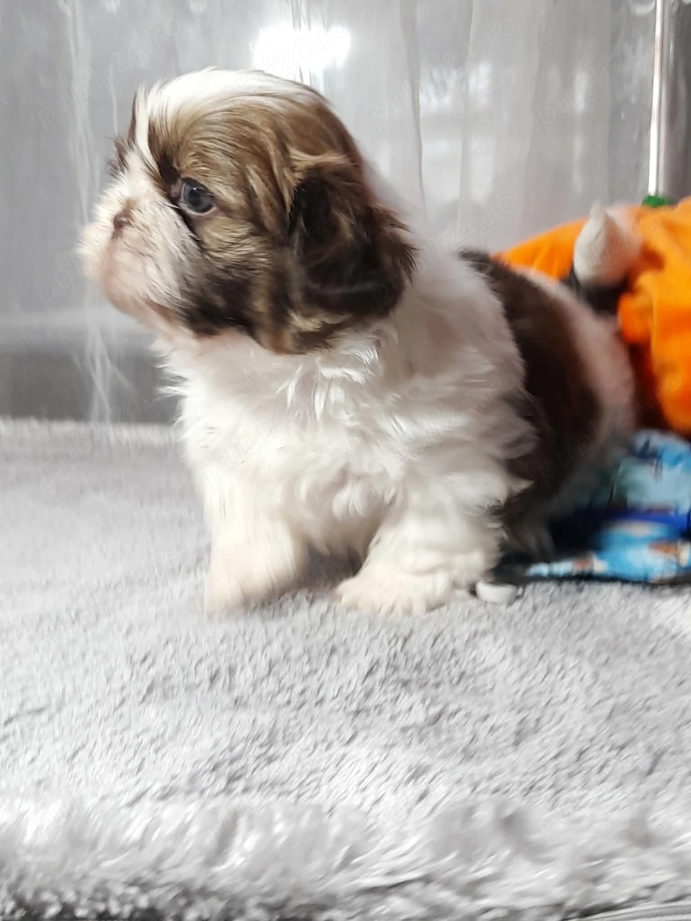 Baietel shitzu din parinti cu pedigree 