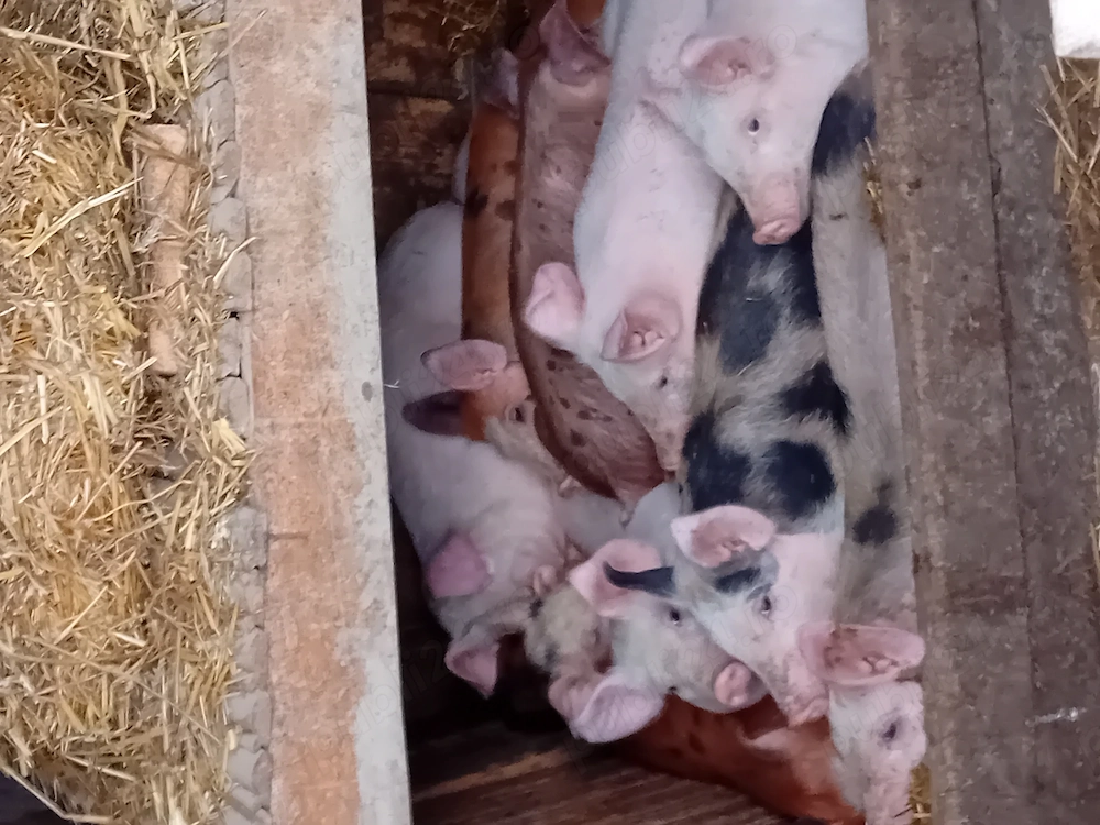 Vind 12 purcei de 8 saptamini 