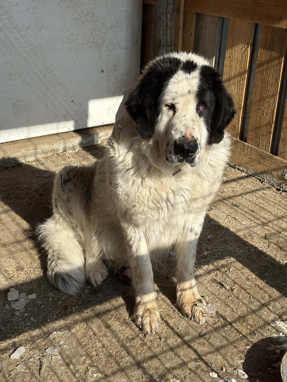 disponibilă femelă 