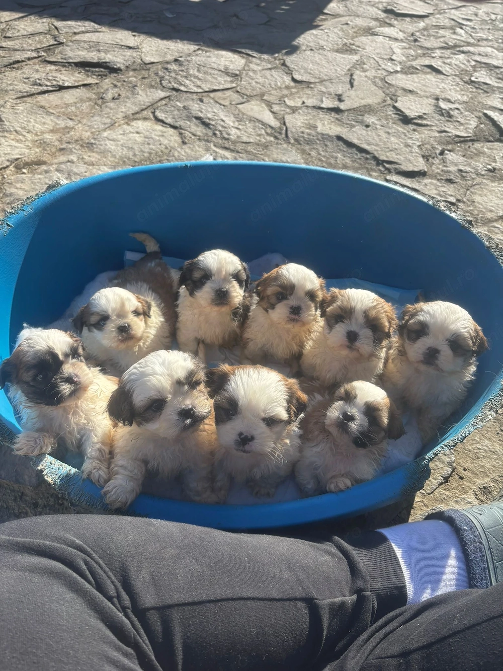 Cățeluși Shih Tzu 