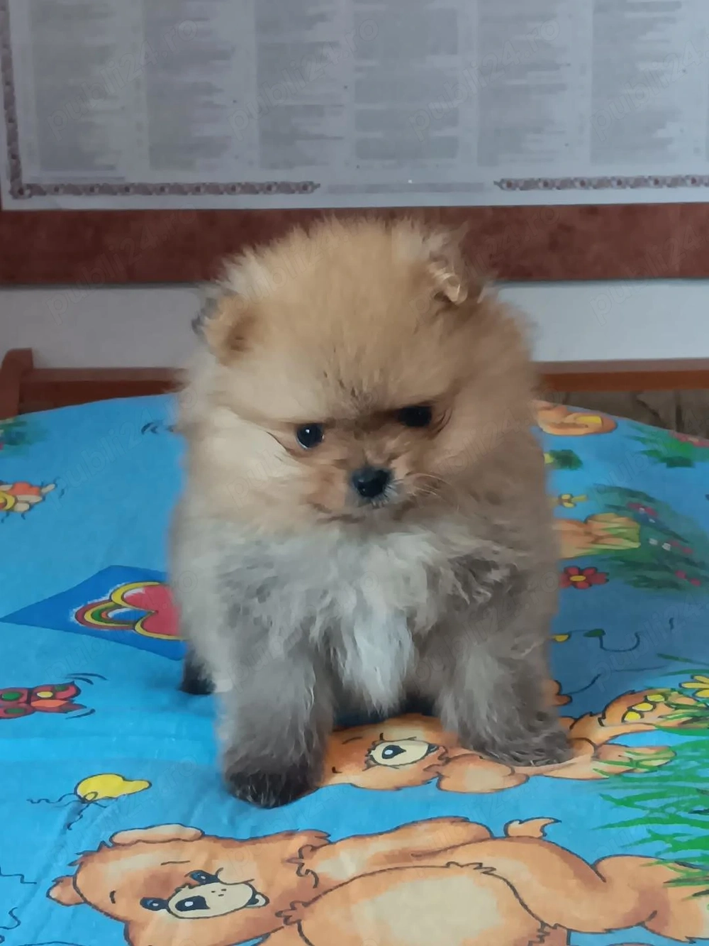 Pui pomeranian orange de calitate.