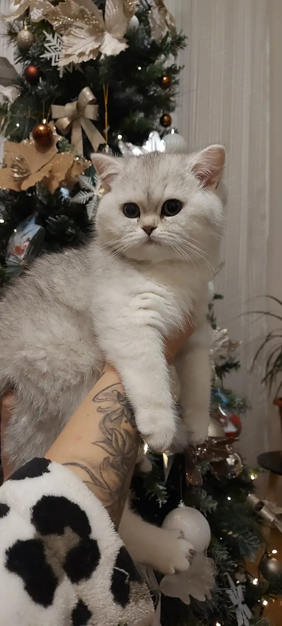 British shorthair chinchilla femela