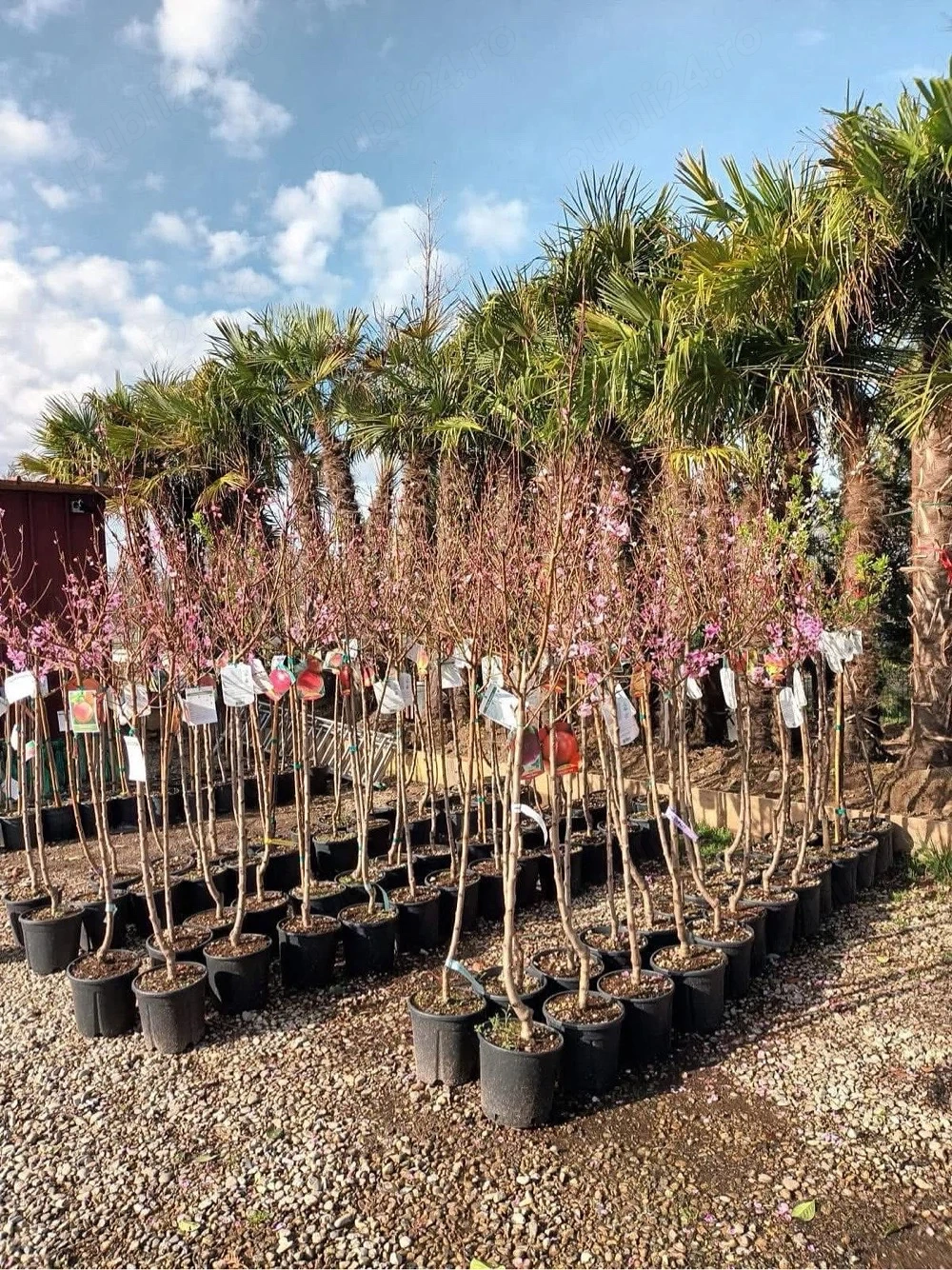 Vanzator plante ornamentale, baiat pe teren