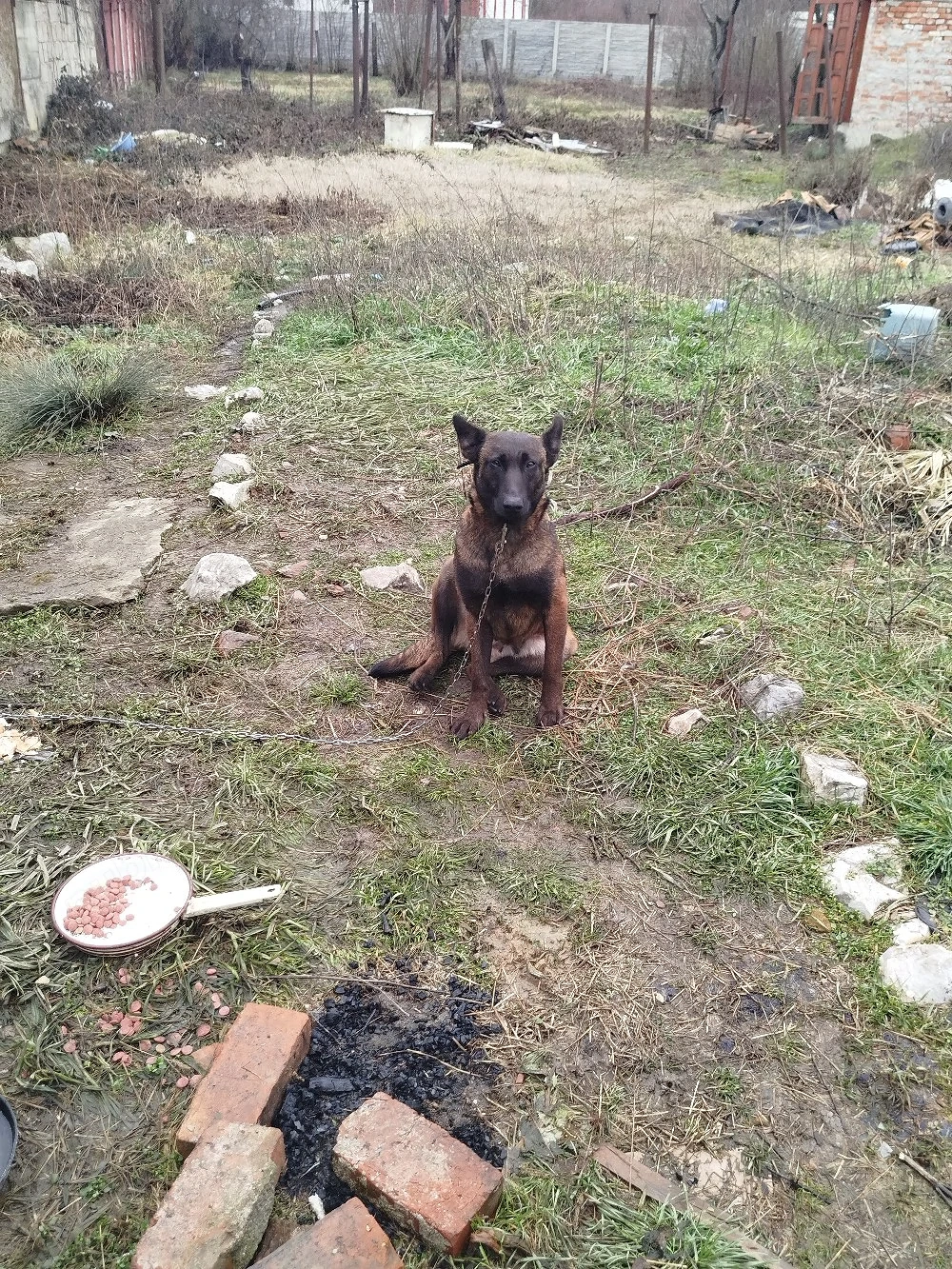 vand pui de rasa Ciobanesc belgian mlinois 