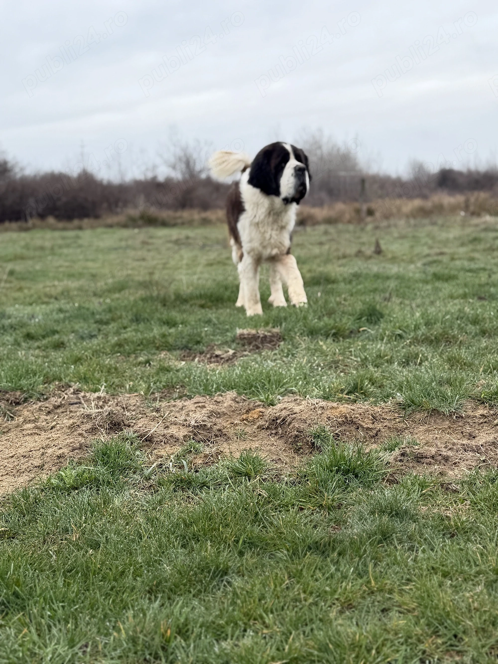 Mascul si femela de Saint Bernard