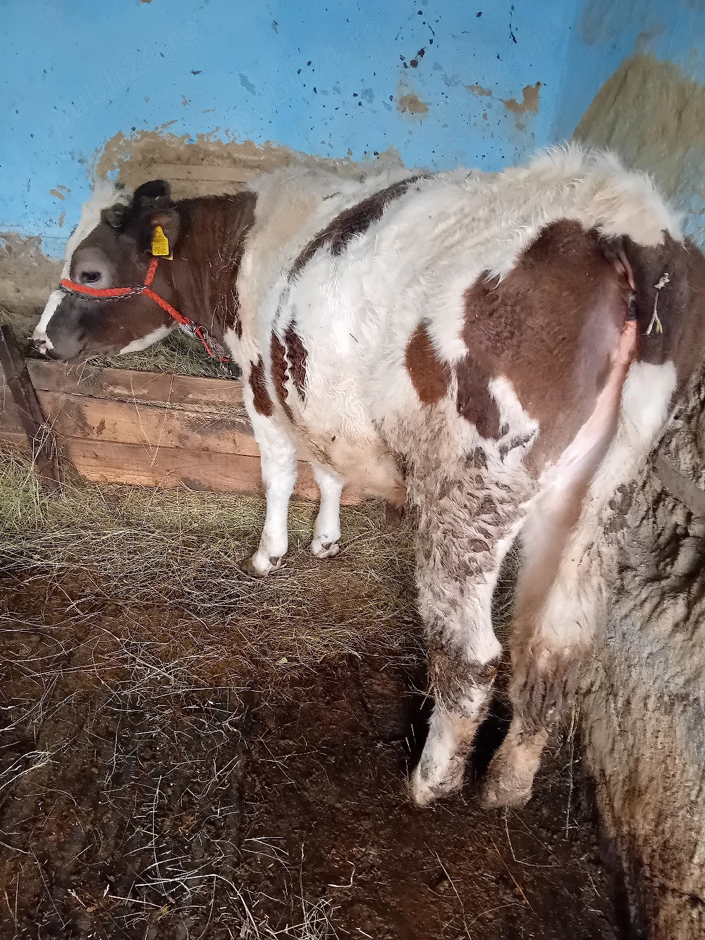 vînd vitică din rasă bălțată are un an bună de rasă cuminte 