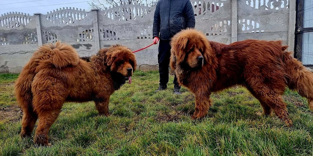 Pui Mastiff Tibetan 