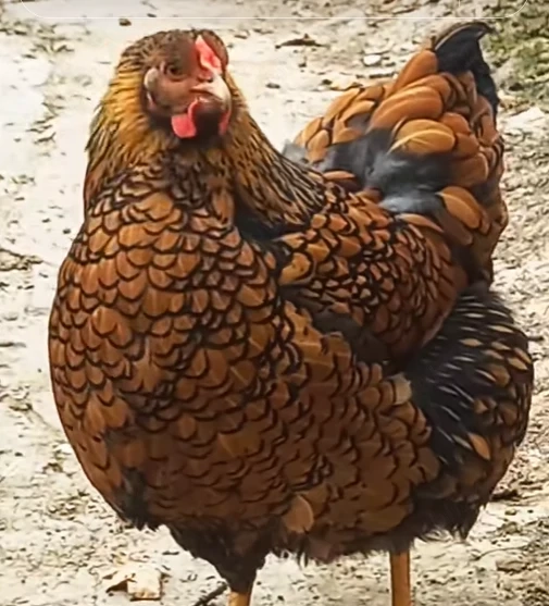 Australorp negru, Wyandotte auriu 2025