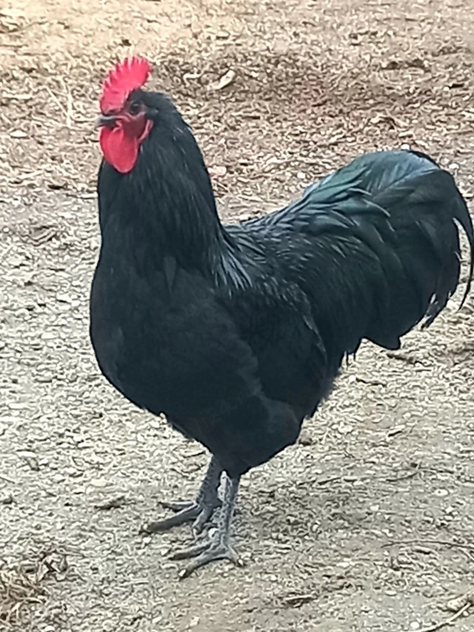 Cocoi: Australorp negru, Wyandotte auriu 