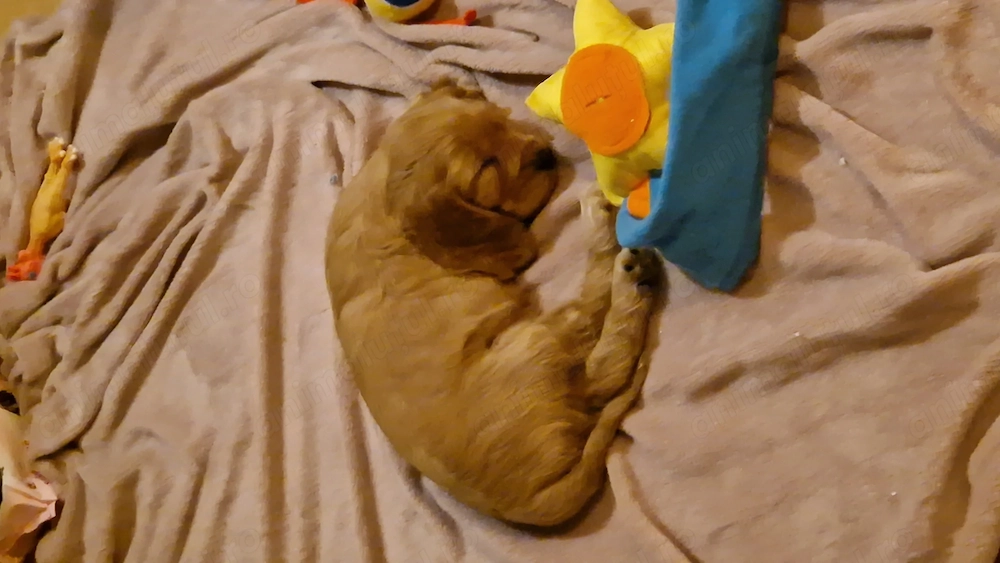 Trei fetite cocker cauta familii iubitoare