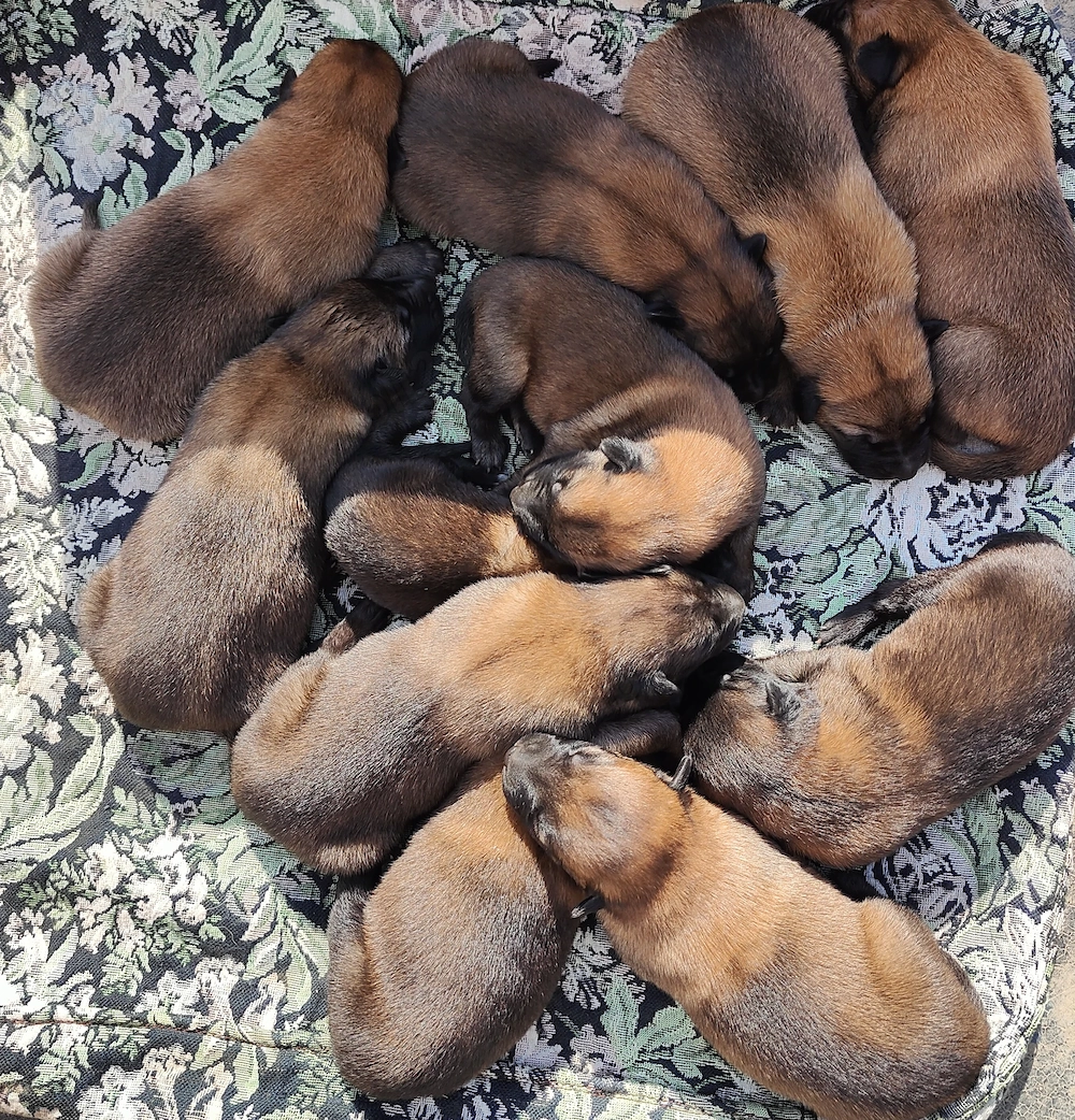 Vand Pui de Ciobanesc Belgian Malinois